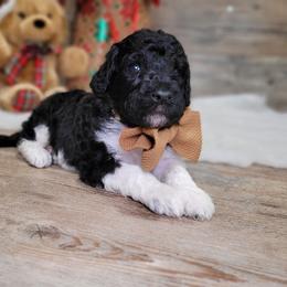 Roxy - Black female Goldendoodle puppy in Woodburn, Indiana from DNLS Doodle Puppies