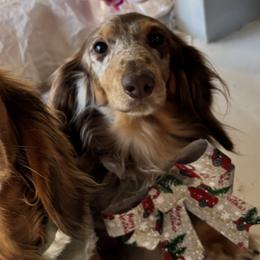 Pickles - Dapple male Dachshund puppy in Crestview, Florida from Neverending Dachies