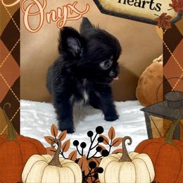 Onyx - Black and white male Chihuahua puppy in North Dakota from American Dream Chihuahua’s