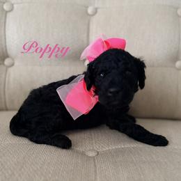 Poppy - Black female Poodle puppy in Fishers, Indiana from Grace Haven Poodles