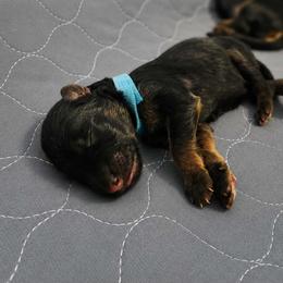 Boe - Black and red male German Shepherd puppy in Big Rapids, Michigan from Misty Hills German Shepherds