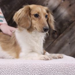Oakley - Dachshund