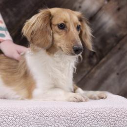 Oakley - Dachshund