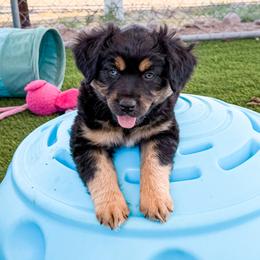 Sable - Black tri female Miniature Australian Shepherd puppy in Apache Junction, Arizona from Circle T Mini Aussies