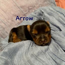 Arrow (AKC Tiny) - Black and tan male Yorkshire Terrier puppy in Fairview, West Virginia from Prims Puppies LLC