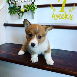 Pembroke Welsh Corgi Puppies from Em-K Corgi’s