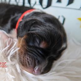 Bernedoodle Puppies from Atomic City Doodles