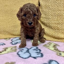 Cavapoo Puppies from Jorden’s Cavapoo’s