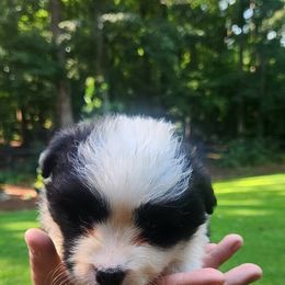 Star - Black and white female Border Collie puppy in Powder Springs, Georgia from Snowbird Border Collies