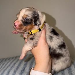Fajita - Blue merle male Australian Shepherd puppy in Anniston, Alabama from All Hale Aussies