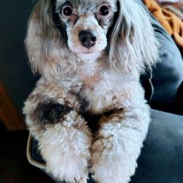Dolly - Havapoo