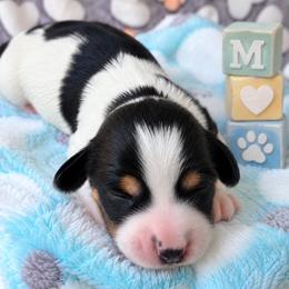 Milkshake 2800 - Piebald male Dachshund puppy in Hendersonville, North Carolina from Snarky Doxy Miniature Dachshunds