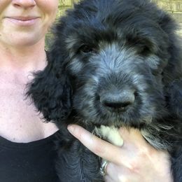 Pyredoodle and Sheepadoodle Puppies from Davis Family Doodles