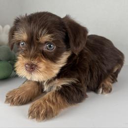 Chocolate boy - Chocolate and tan male Yorkshire Terrier puppy in Dahalonega, Georgia from Country Dog Kennels.