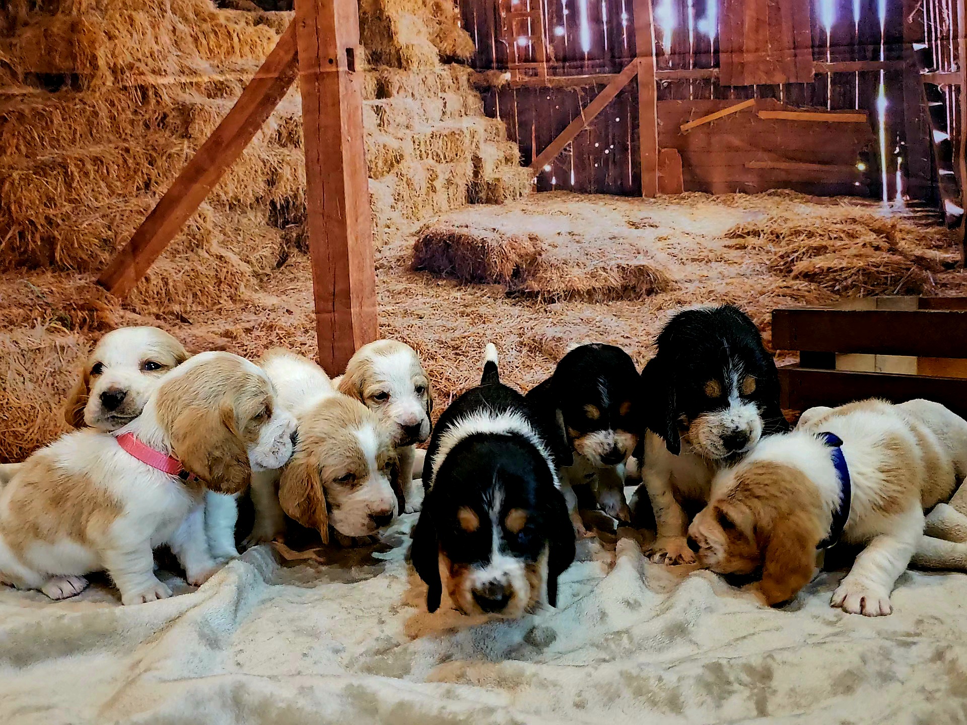 Basset Hound Puppies from Hounds All Night