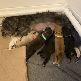 Schnoodle Puppies from Noodle Tings Puppies