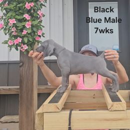 Weimaraner Puppies from So-IN Weimaraner's