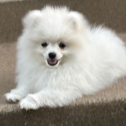 Cole - White male Pomeranian puppy in St. Louis, Missouri from Saint Louis Pomeranian babies