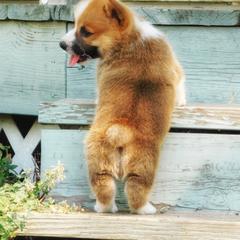 Australian Shepherd and Pembroke Welsh Corgi Puppies from Salt Creek Farm Dogs