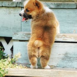 Australian Shepherd and Pembroke Welsh Corgi Puppies from Salt Creek Farm Dogs
