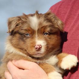 Diamond - Red merle female Australian Shepherd puppy in Quapaw, Oklahoma from Rocky Hill Aussies