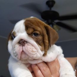 Bulldog, French Bulldog, and Pug Puppies from Royal destiny kennels