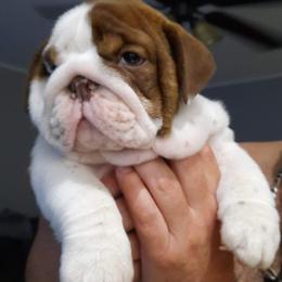 Bulldog, French Bulldog, and Pug Puppies from Royal destiny kennels