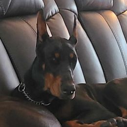 Porscha - Doberman Pinscher