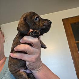 Wire guy - Brindle male Dachshund puppy in El Paso, Texas from Mells Weenies