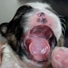 Sporty - Black and white female Shih Tzu puppy in Lostant, Illinois from Bella's Babies