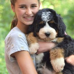 Bernedoodles from Cairn Ridge Doodles