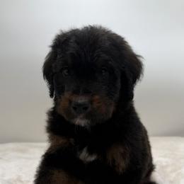 Boy 4 - Tri-color male Bernedoodle puppy in Montverde, Florida from Central Florida Bernedoodles