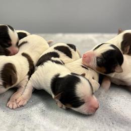 Yorkshire Terriers from Bryan Ottesen