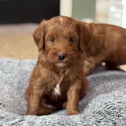 Scooter - Red  male Goldendoodle puppy in Wharton, Texas from Little Fur Friends
