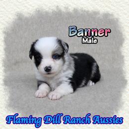 Banner - Blue merle male Toy Australian Shepherd puppy in Forestburg, Texas from Flaming Dill Ranch Aussies