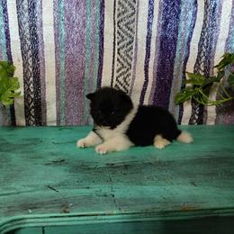 Snow White - Black parti female Pomeranian puppy in Ada, Oklahoma from Once Upon A Puff