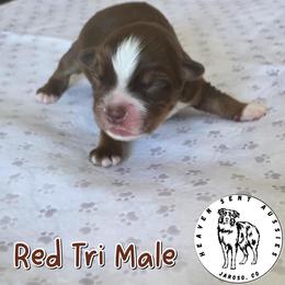 Miles - Red tri male Miniature Australian Shepherd puppy in Jaroso, Colorado from Heaven Sent Aussies