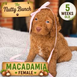 Macadamia - Red  female Goldendoodle puppy in Miami, Florida from Jade’s Paws & Co. Of Miami LLC