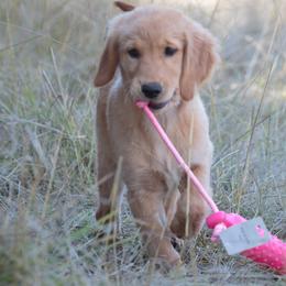 Goldendoodle, Golden Retriever, and Poodle Puppies from Oregon's Oodles of poodles & doodles