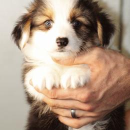 Cain - Black and tan male Pembroke Welsh Corgi puppy in South Otselic, New York from Ridge Top Corgis