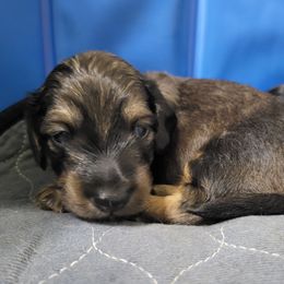 Green - Red male Dachshund puppy in Casa Grande, Arizona from Harris Hugs and Wiener Wiggles