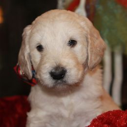 Australian Labradoodle and Goldendoodle Puppies from Sharper Doodles
