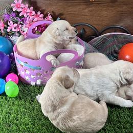 Labrador Retriever Puppies from Luvable AZ Labs