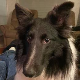 Smokey - Shetland Sheepdog