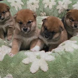 Shiba Inu Puppies from Diwasou