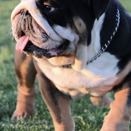 Bulldogs from The Fatty Pack Bulldogs llc