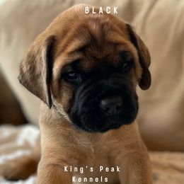 Boy 6 - Mastiff puppy in Kanosh, Utah from King’s Peak Kennels
