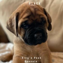 Boy 6 - Mastiff puppy in Kanosh, Utah from King’s Peak Kennels