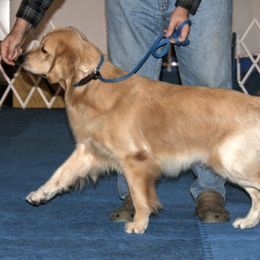 French Bulldog, Goldendoodle, and Golden Retriever Puppies from Crystal Coast Kennels, LLC