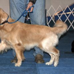 French Bulldog, Goldendoodle, and Golden Retriever Puppies from Crystal Coast Kennels, LLC
